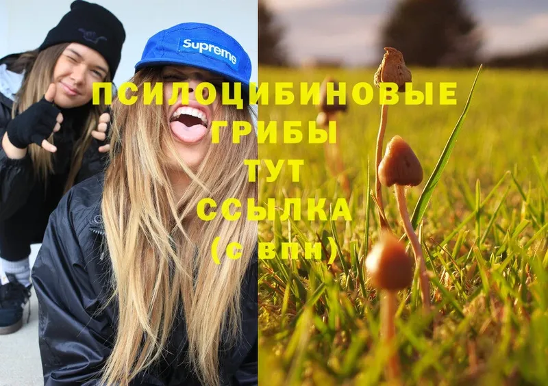 Галлюциногенные грибы Psilocybe  наркошоп  Моздок 